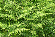 Pteridium aquilinum